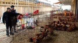 Tăng cường phòng, chống dịch cúm gia cầm A (H7N9) và A (H5N1)